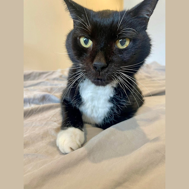 Photo of Socks 