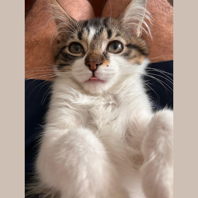 Photo of Lychee