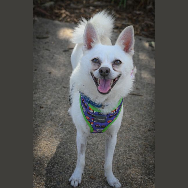 Photo of Benji
