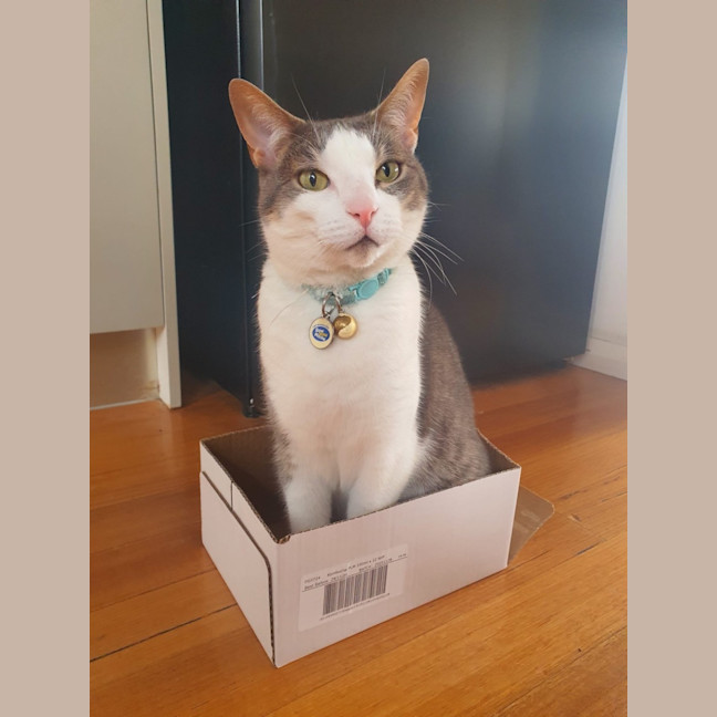 Photo of Chi Chi 