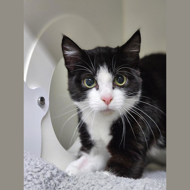 Photo of 🍭 Digby 6680 🍭