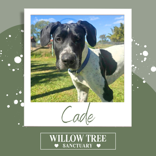 Photo of Cade