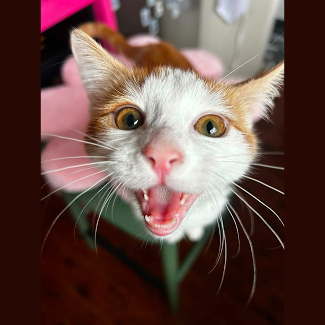 Photo of Tater Tot
