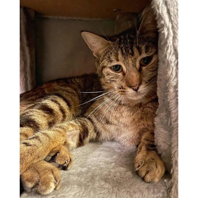 Photo of 11111   Ember