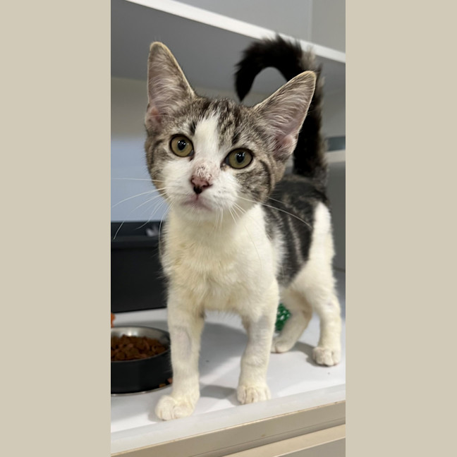 Photo of Amity (9967)