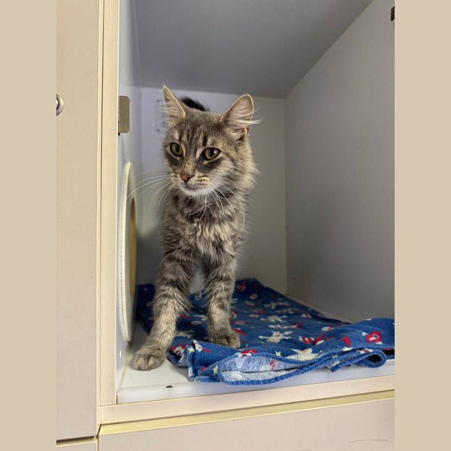 Photo of Mufasa