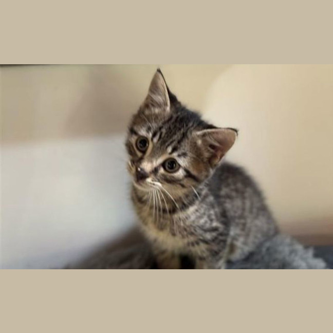 Photo of Basil