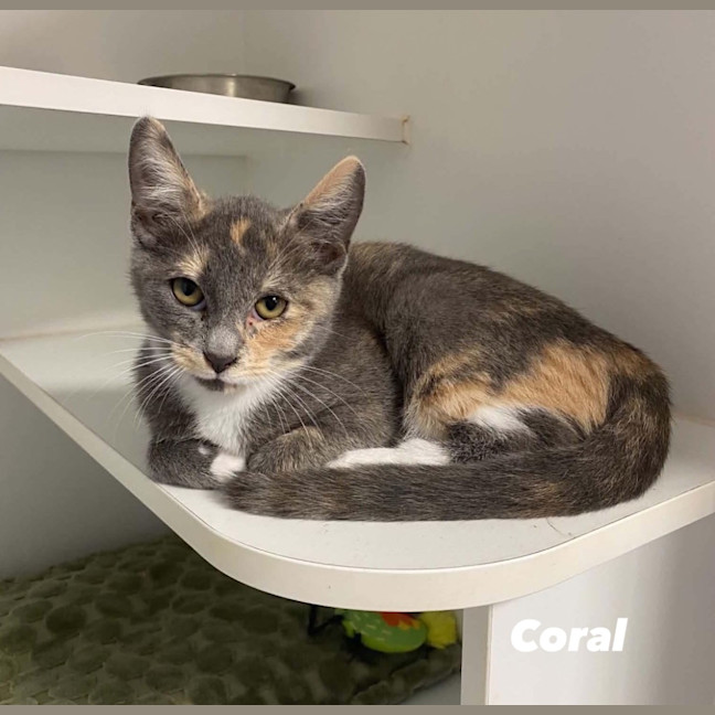 Photo of Coral