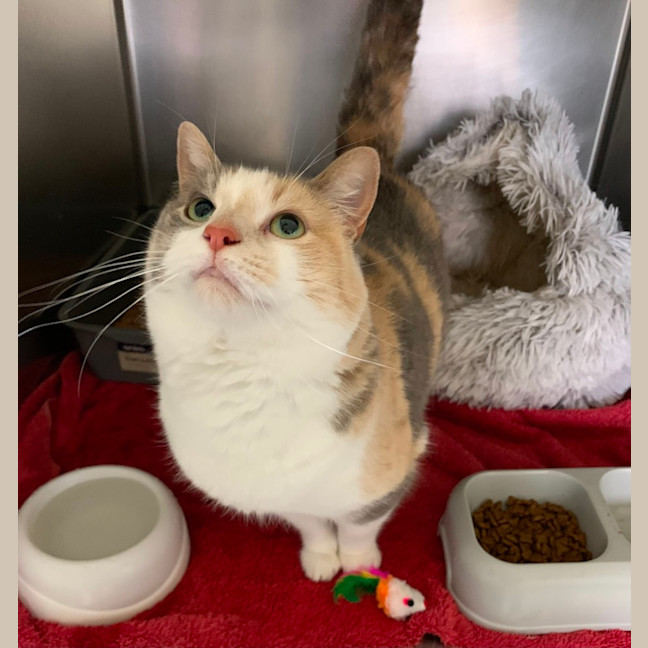 Photo of Cookie