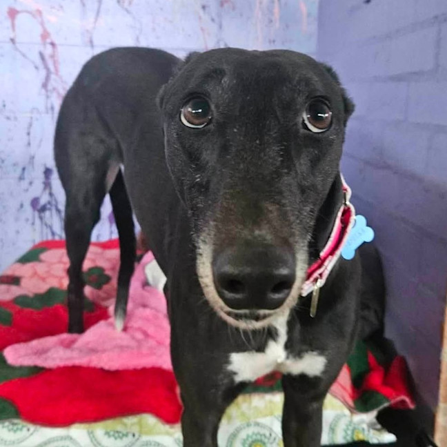 Photo of Veselka The Greyhound