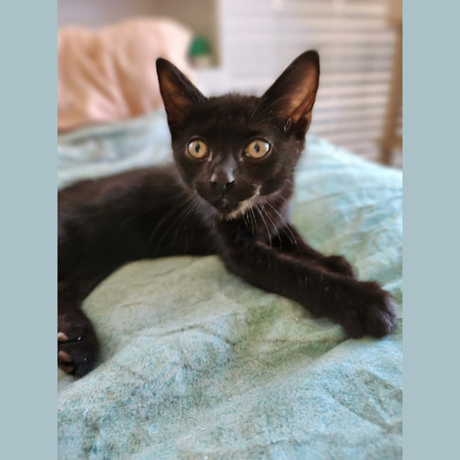 Photo of Coal