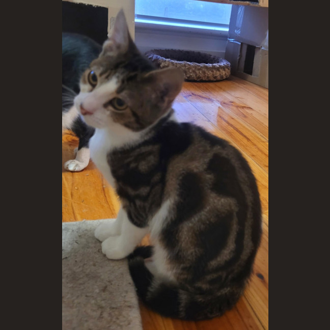 Photo of Oreo