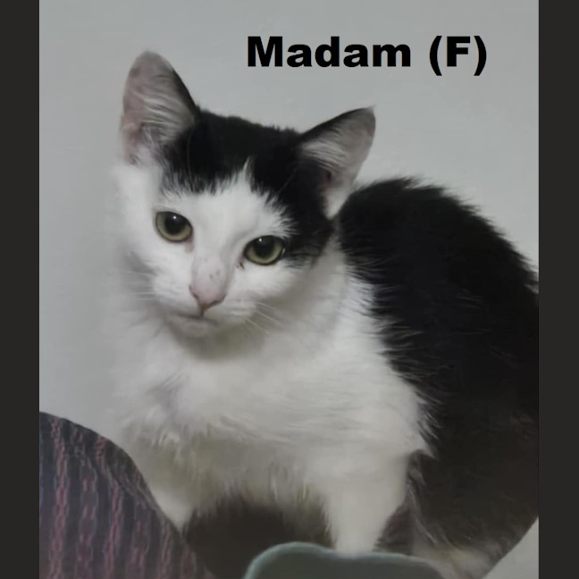 Photo of Madam