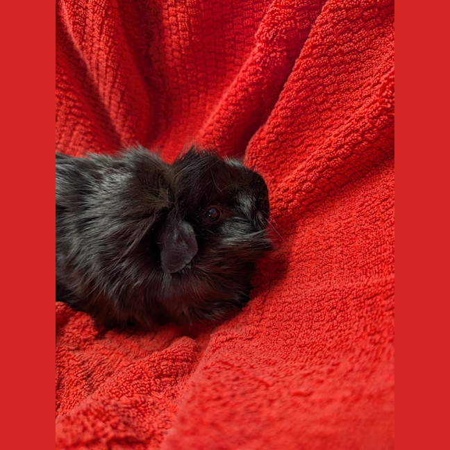 Photo of Quenda 