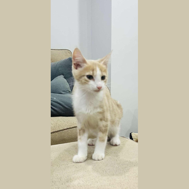 Photo of Kookaburra Aka Taittanger 