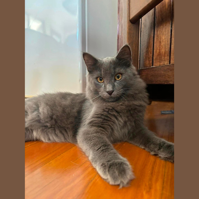 Photo of Piper