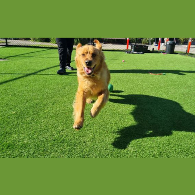 Photo of Rover