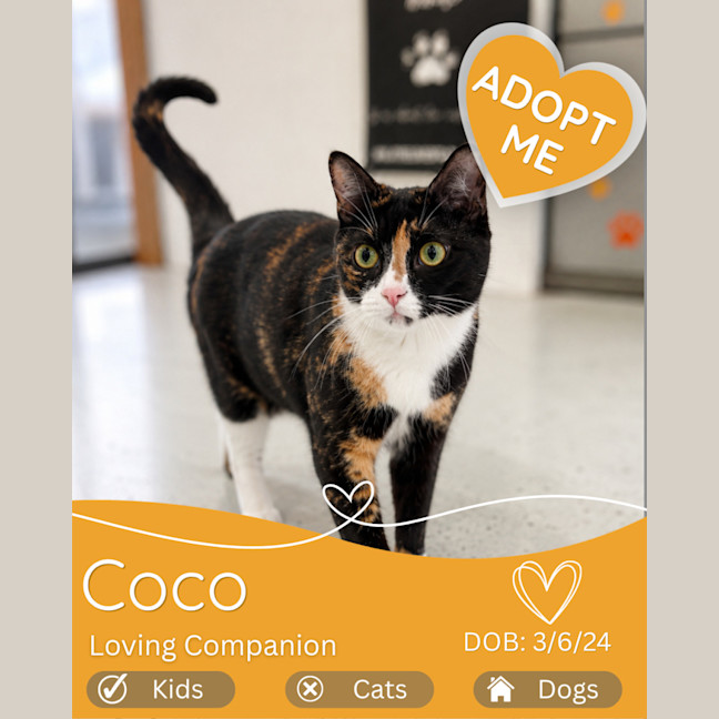 Photo of Coco