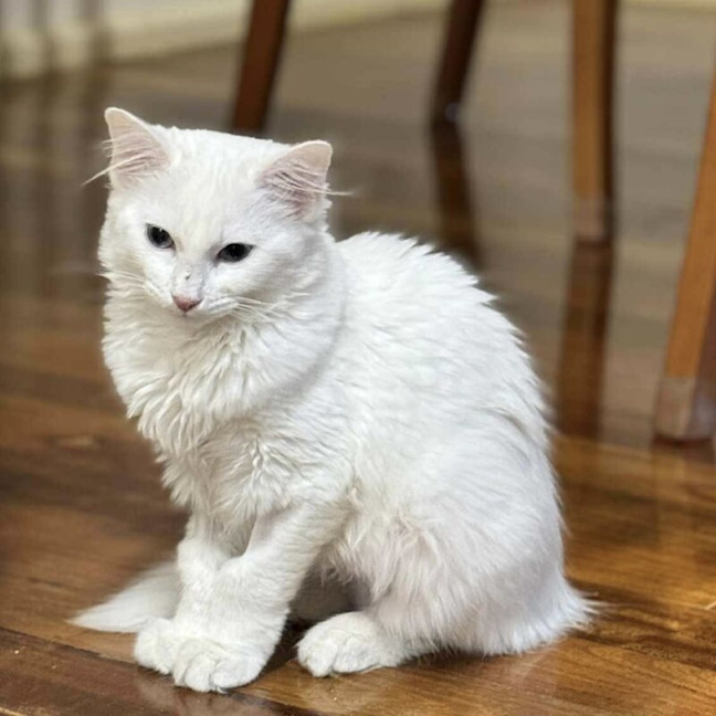 Photo of Duchess