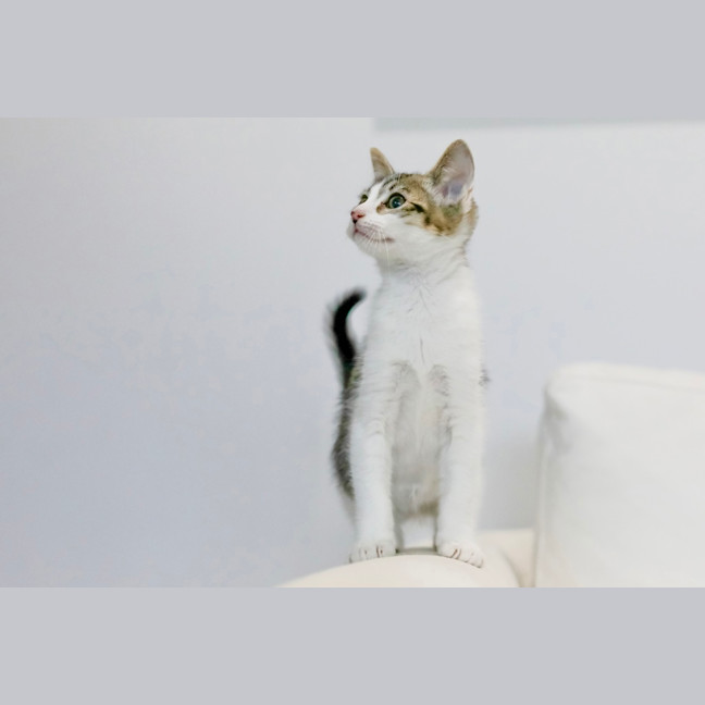 Photo of Tommy