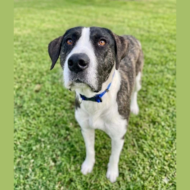 Photo of Murphy *$350 Adoption Fee*