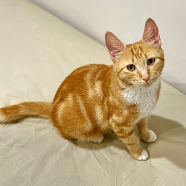 Photo of 11268   Gilly