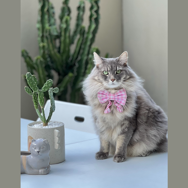Photo of Lexie