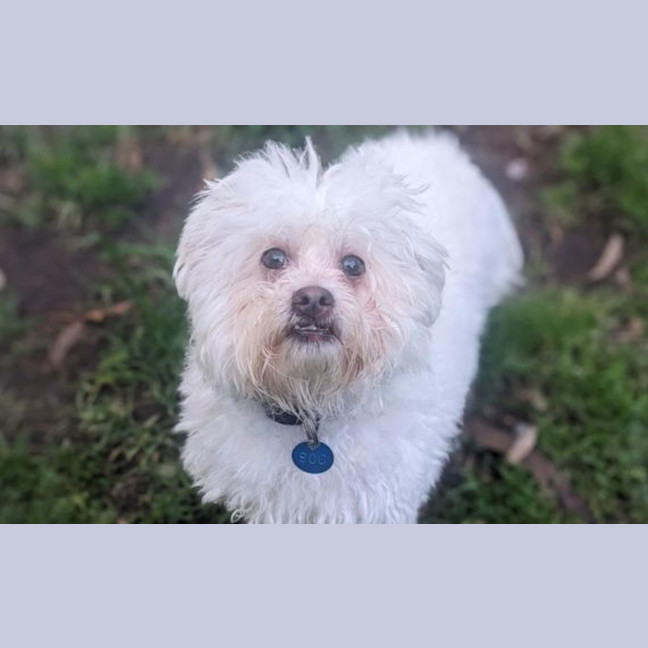 Photo of Gizmo