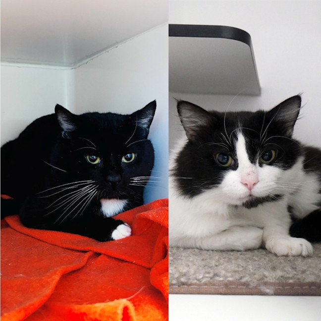 Photo of Bangers & Mash