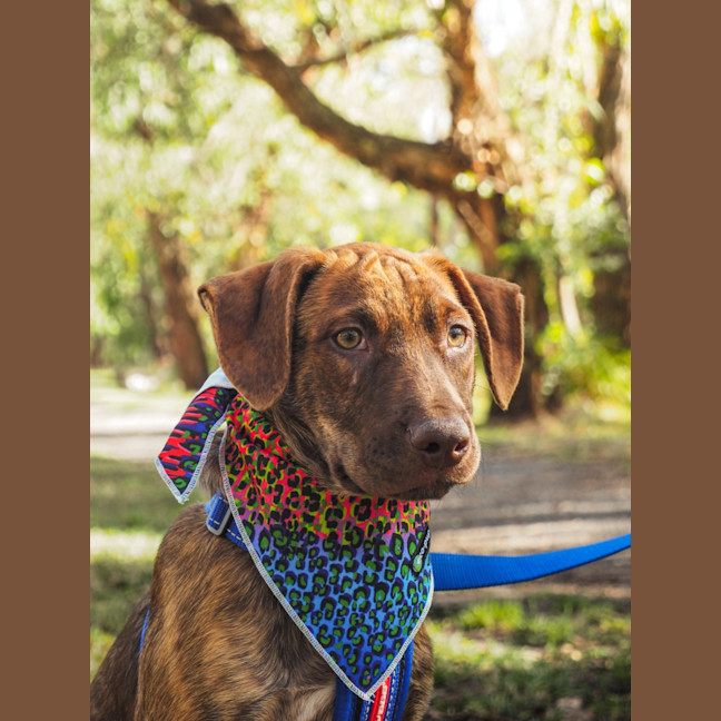 Photo of Chilli