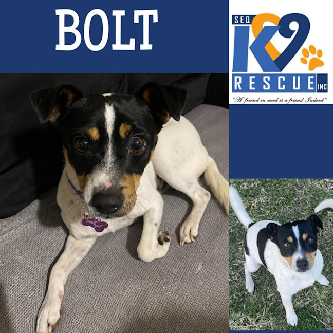 Photo of Bolt