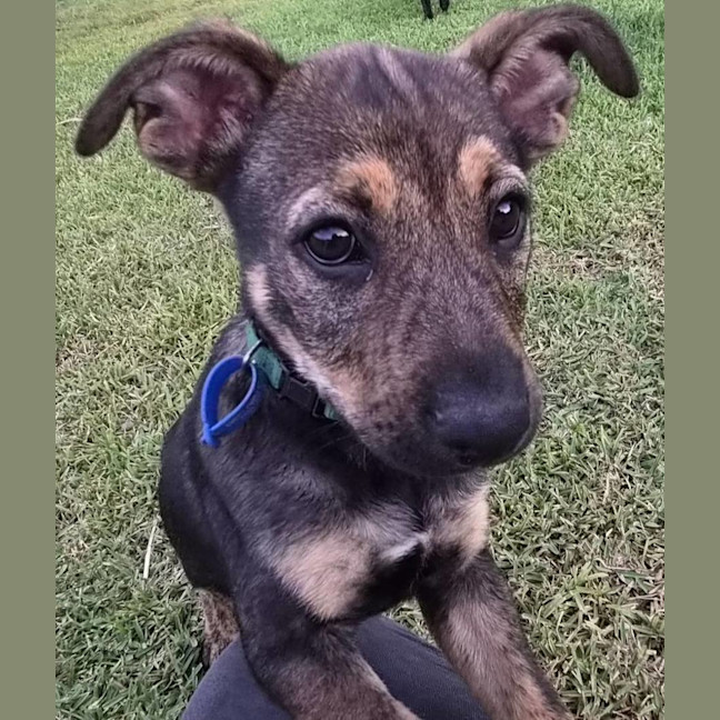 Photo of Scar 