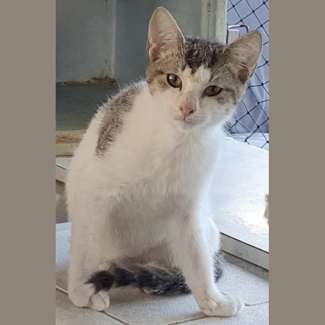 Photo of Patch