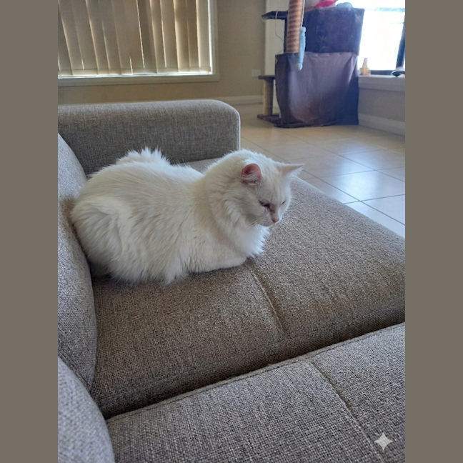 Photo of Bella