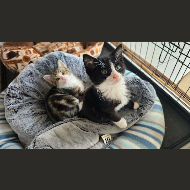 Photo of Chooper