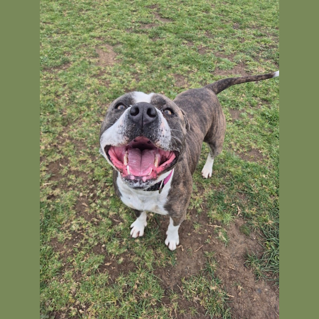 Photo of Molly (57434)