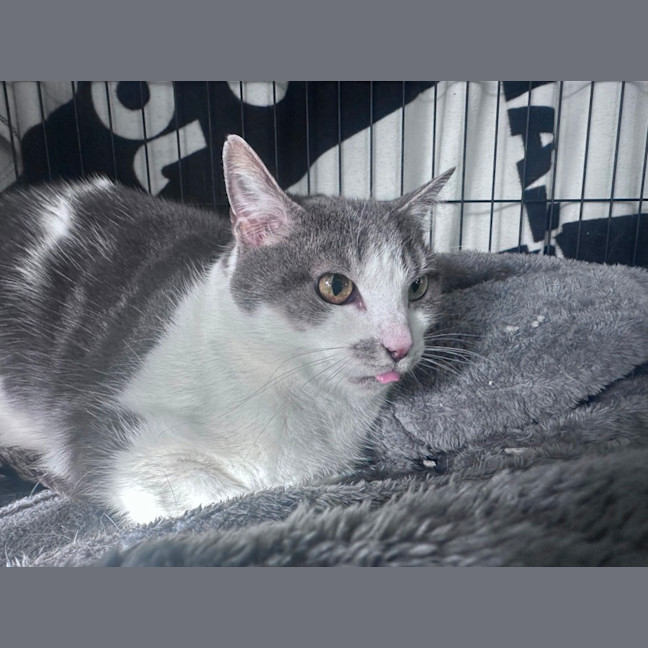 Photo of Gracie 