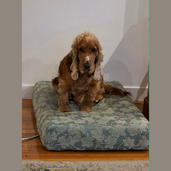 Photo of Dudley