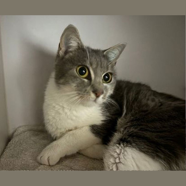 Photo of Maple 