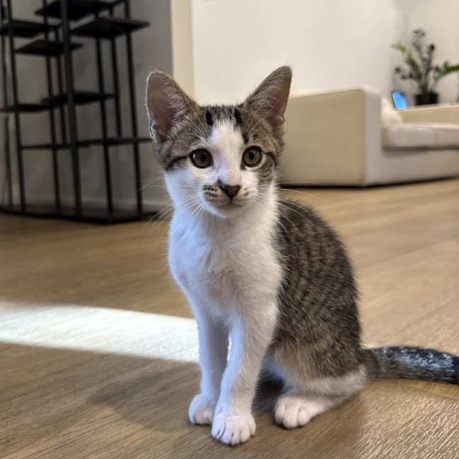 Photo of Toby