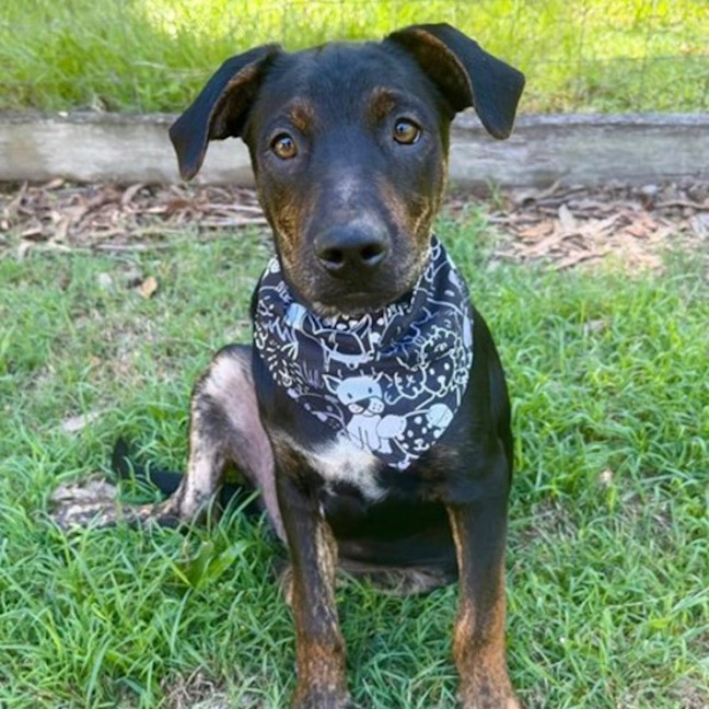 Photo of Rex