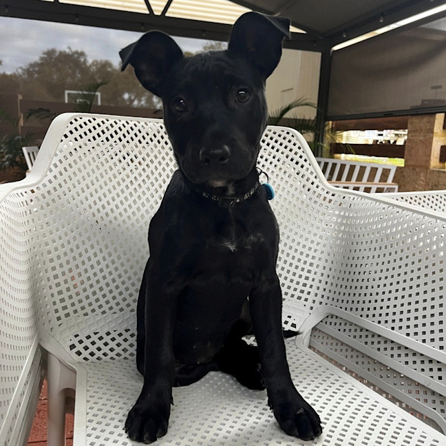 Photo of Nyxie