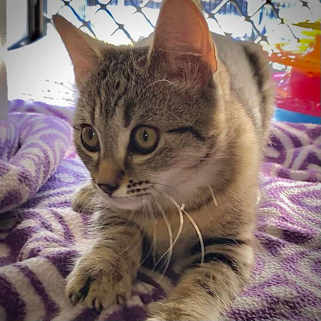 Photo of Finn