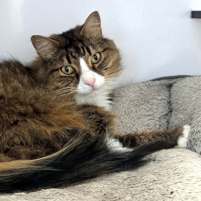 Photo of Dallas Sta014015