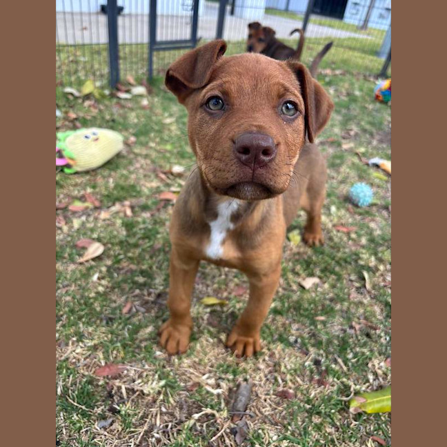 Photo of Benji