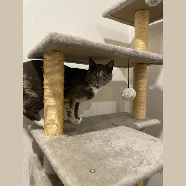 Photo of Pippa