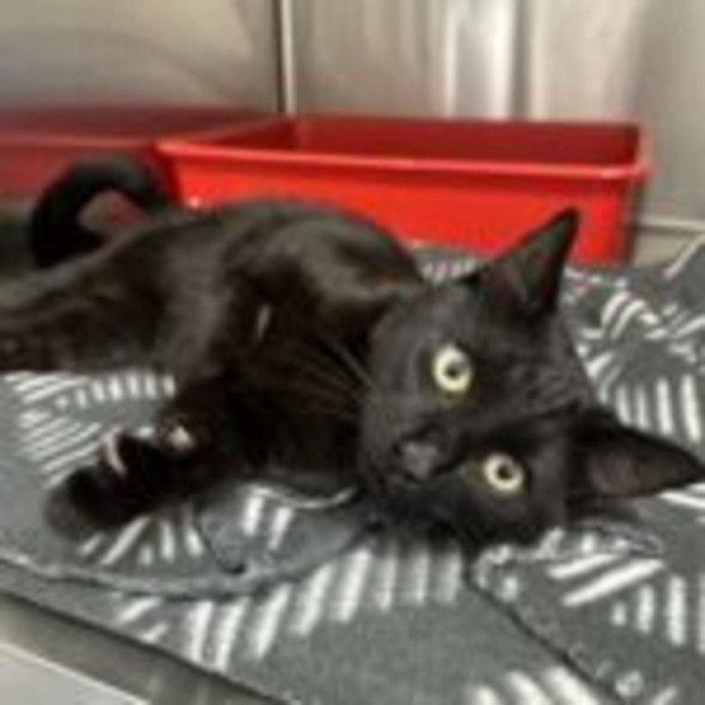 Photo of Salem & Saxon