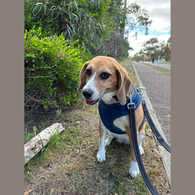 Photo of 🥓 Heidi (Hoops) 5630 🥓