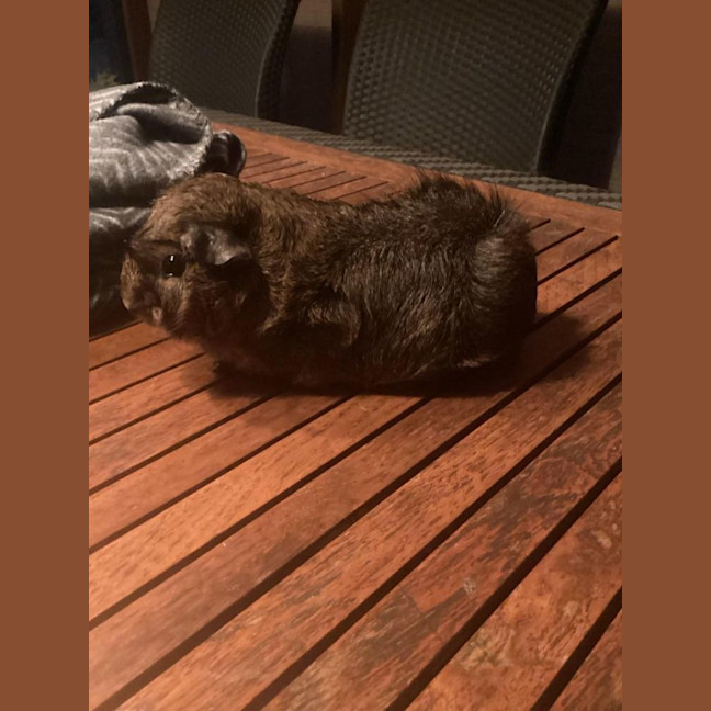 Photo of Chokko, Cream, And Kj