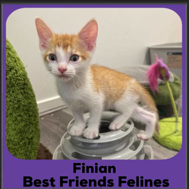 Photo of Finian 